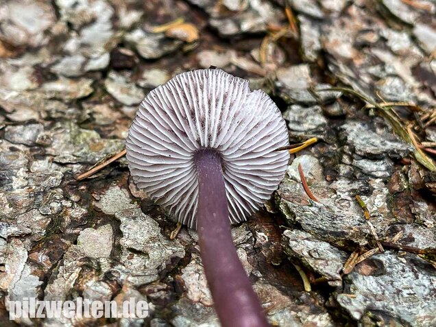 Lila Rettichhelmling, Mycena pura