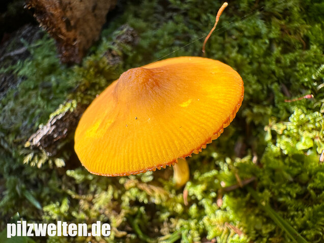 Löwengelber Dachpilz, Pluteus leoninus