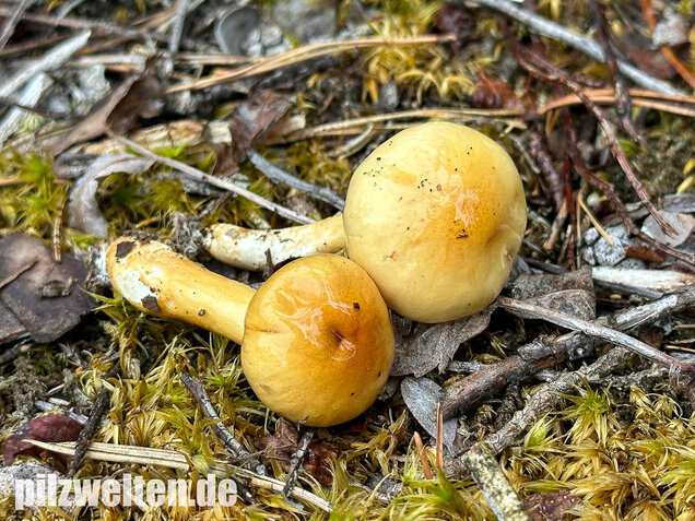 Ockergelber Schleimschirmling, Zhuliangomyces ochraceoluteus