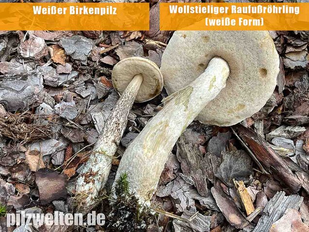 Weißer Birkenpilz, Leccinum holopus