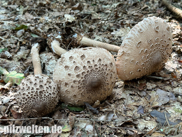 Riesenschirmling, Parasol, Macrolepiota procera