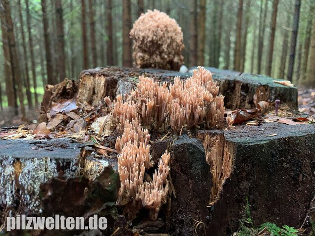 Rotbraune Koralle, Ramaria rubella