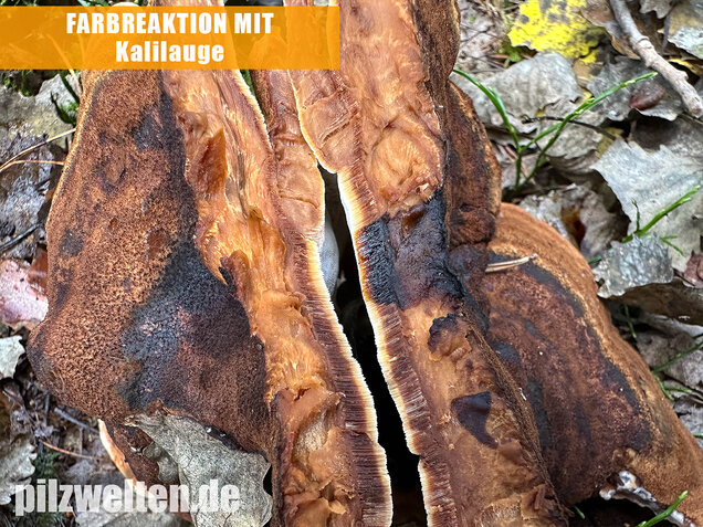 Schwarzgebänderter Harzporling, Nadelholzharzporling, Ischnoderma benzoinum