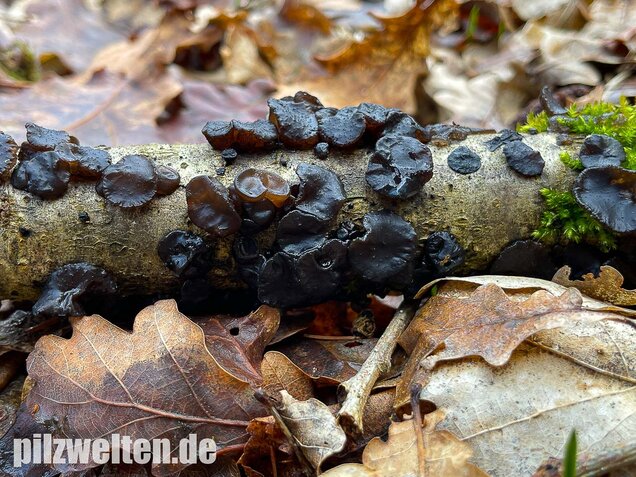 Abgestutzter Drüsling, Stoppeliger Drüslinge, Exidia glandulosa