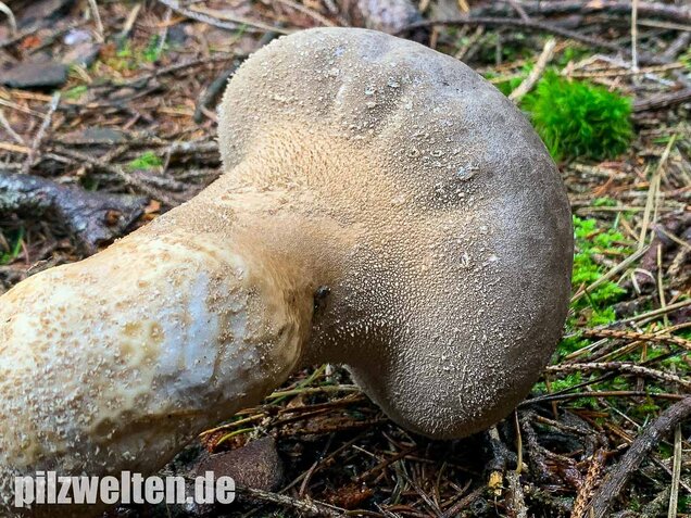 Beutelstäubling, Lycoperdon excipuliforme