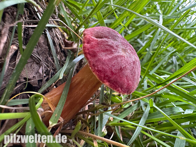 Blutroter Filzröhrling, Blutroter Gartenfilzröhrling, Hortiboletus rubellus