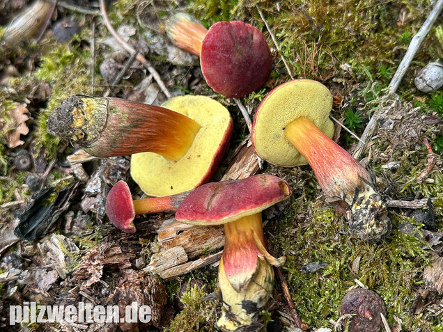 Blutroter Filzröhrling, Blutroter Gartenfilzröhrling, Hortiboletus rubellus