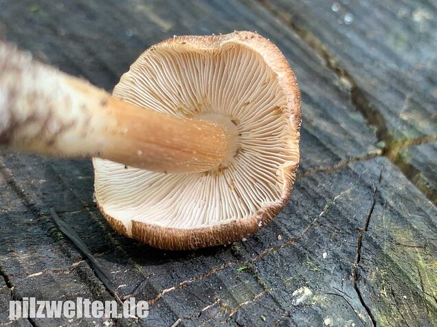 Braunstreifiger Risspilz, Inocybe fuscidula