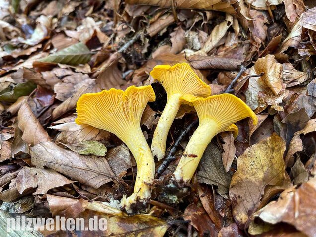 Echter Pfifferling, Cantharellus cibarius