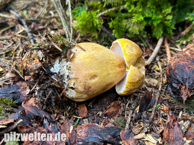 Gallenröhrling, Bitterling, Bitterpilz, Tylopilus felleus