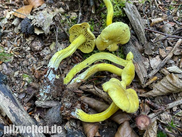 Gemeiner Schwefelritterling, Tricholoma sulphureum