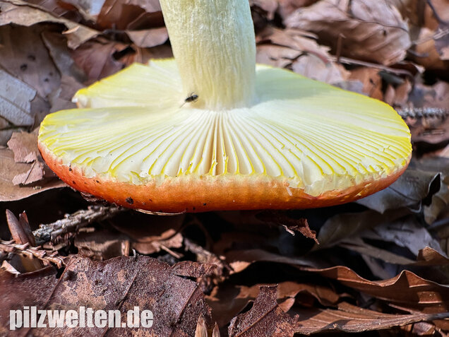 Goldtäubling, Russula aurea
