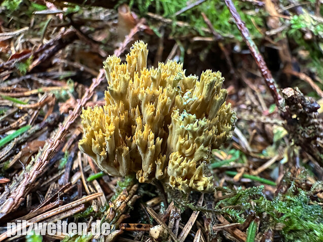 Grünfleckige Fichtenkoralle, Phaeoclavulina abietina