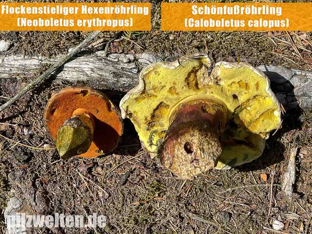 Schönfußröhrling, Caloboletus calopus