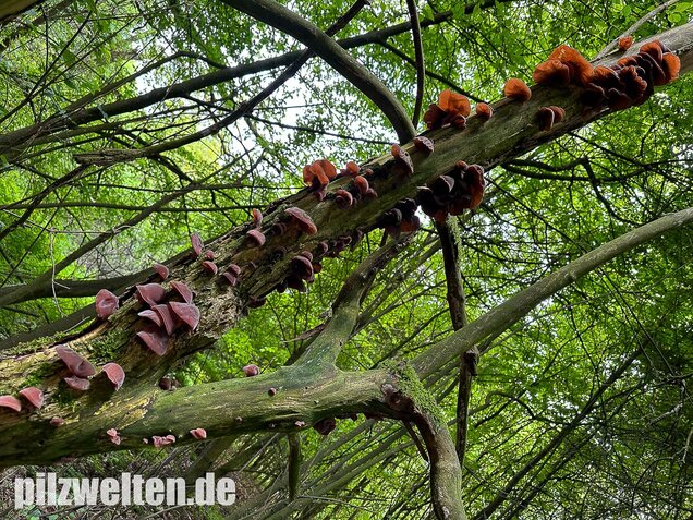 Judasohr, Auricularia auricula-judae