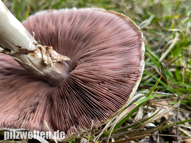 Karbolchampignon, Agaricus xanthodermus