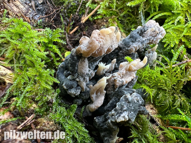 Korallenbefall, Korallenschimmel, Helminthosphaeria clavariarum