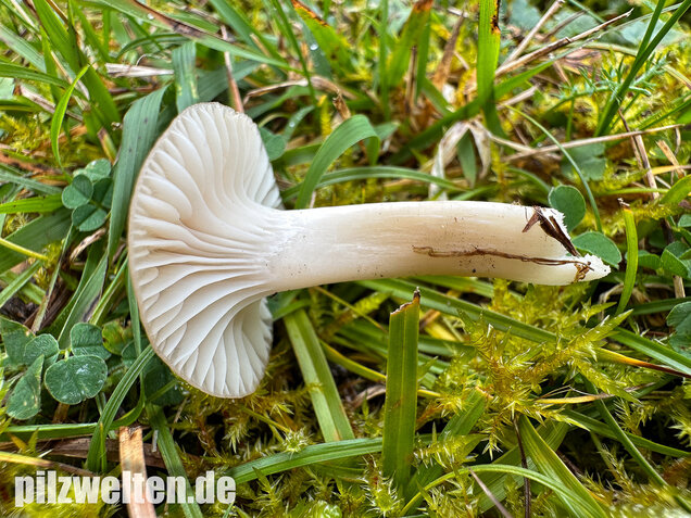 Ockerblasser Jungfernellerling, Cuphophyllus ochraceopallidus