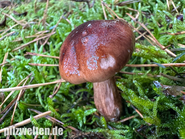 Geschupptstieliger Ritterling, Tricholoma fucatum