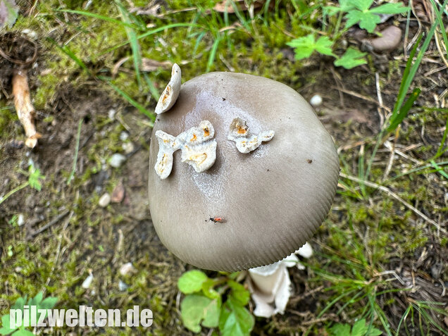 Pappelstreifling, Amanita simulans Contu