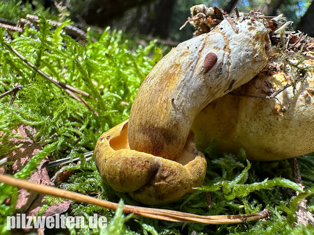 Parasitischer Röhrling, Pseudoboletus parasiticus