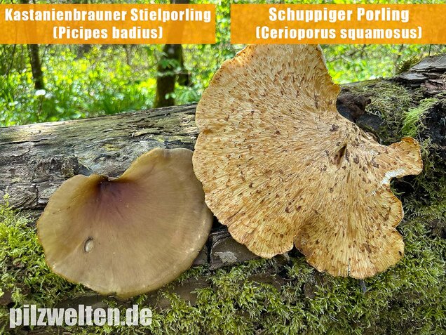 Kastanienbrauner Stielporling, Süßriechender Porling, Picipes badius