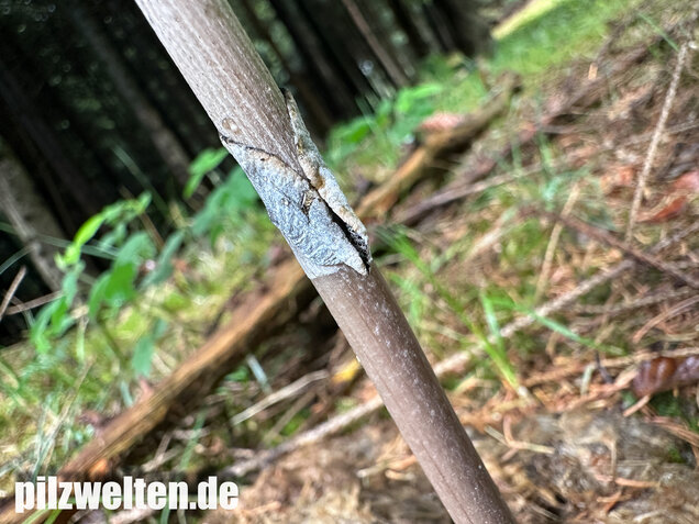Ringdüngerling, Beringter Düngerling, Panaeolus semiovatus