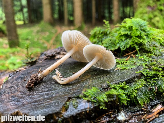 Rosablättriger Helmling, Mycena galericulata