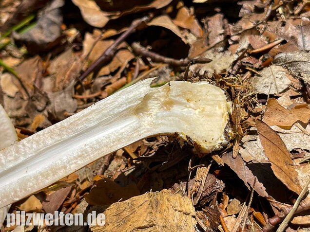 Schiefknolliger Anischampignon, Agaricus essettei