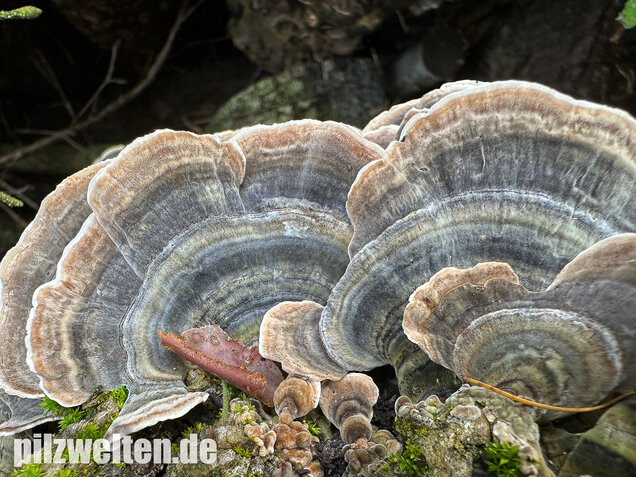 Schmetterlingstramete, Turkey tail mushroom, Trametes versicolor