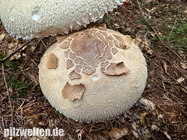 Sternschuppiger Riesenschirmling, Grobscholliger Riesenschirmling, Macrolepiota rhodosperma