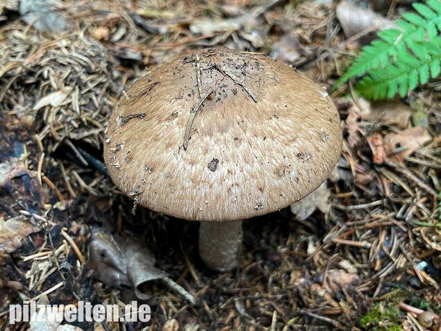 Kleiner Waldchampignon, Agaricus silvaticus
