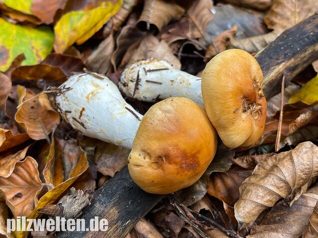 Ziegelgelber Schleimkopf, Semmelgelber Schleimkopf, Cortinarius varius