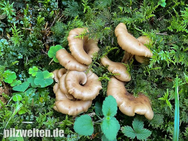 Aniszähling, Lentinellus cochleatus