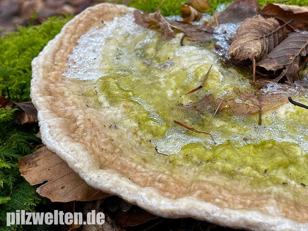 Buckeltramete, Trametes gibbosa