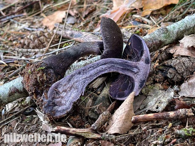 Dunkelvioletter Nadelwaldschleierling, Cortinarius hercynicus