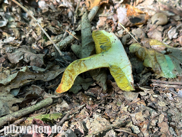 Eichenfilzröhrling, Hortiboletus engelii