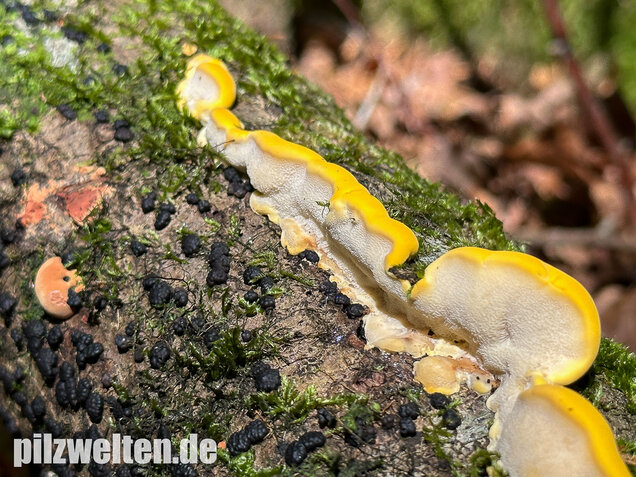 Gilbende Tramete, Spitzwarzige Weißfäuletramete, Antrodiella serpula
