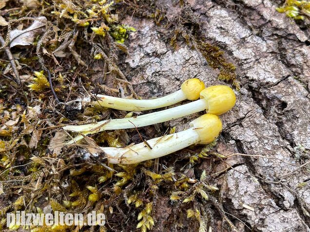 Goldmistpilz, Bolbitius titubans