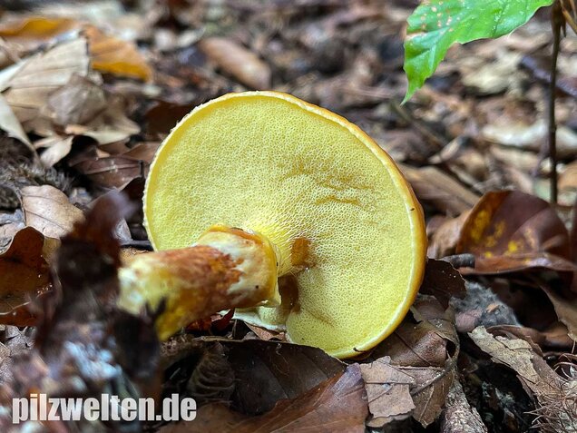 Goldröhrling, Suillus grevillei