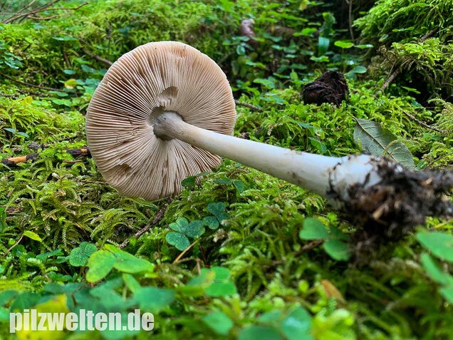 Großer Scheidling, Volvopluteus gloiocephalus