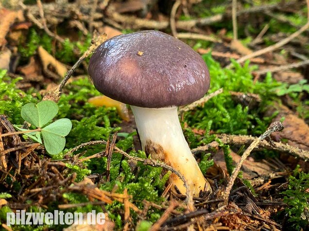 Großer Schmierling, Kuhmaul, Gomphidius glutinosus