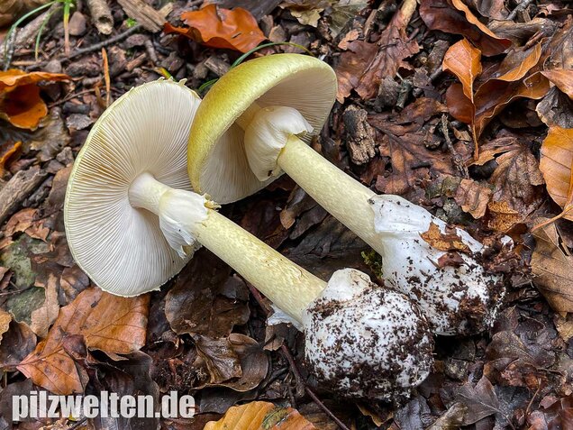 Grüner Knollenblätterpilz, Amanita phalloides