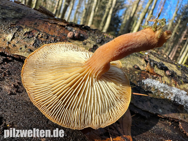 Harziger Sägeblättling, Neolentinus adhaerens