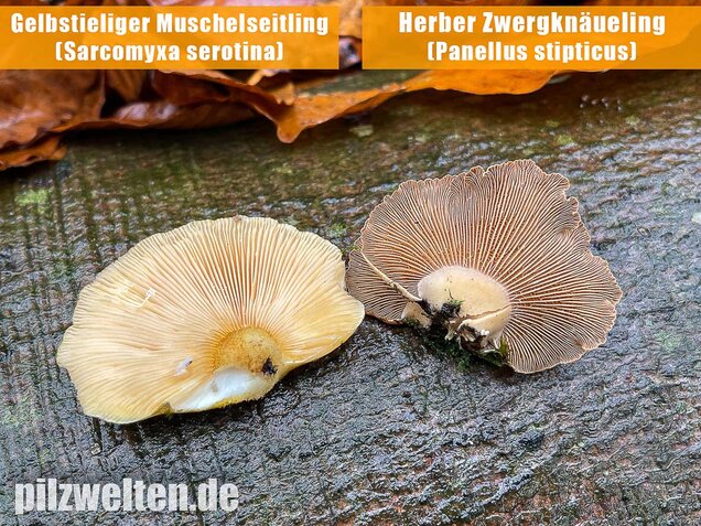Gelbstieliger Muschelseitling, Sarcomyxa serotina