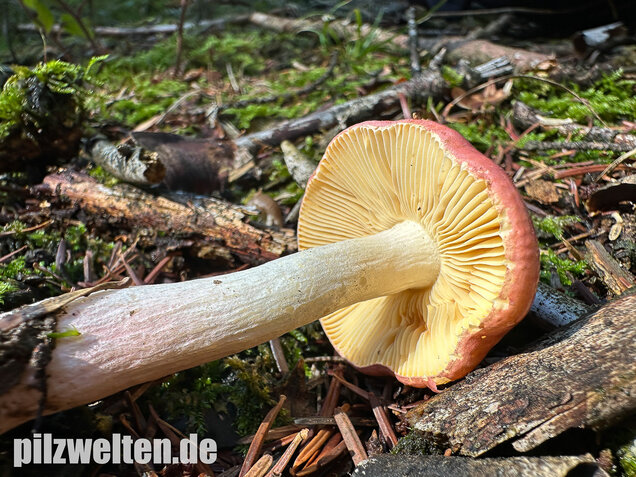 Hohlstieltäubling, Weißtannentäubling, Russula cavipes