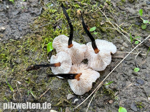 Kohlstinkschwindling, Gymnopus brassicolens