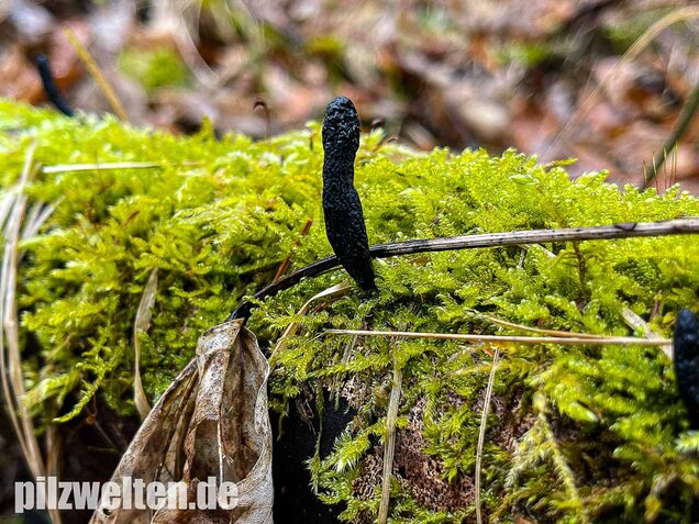 Langstielige Holzkeule, Xylaria longipes