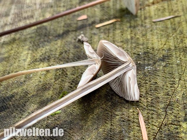Langstieliger Knoblauchschwindling, Mycetinis alliaceus