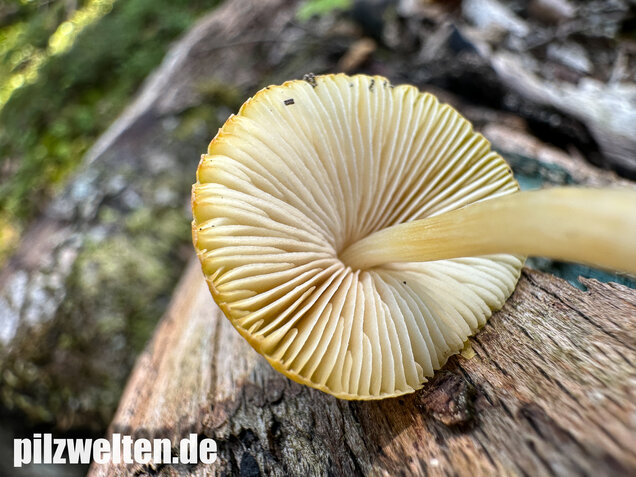 Löwengelber Dachpilz, Pluteus leoninus